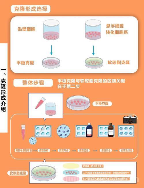 ES6 深克隆与浅克隆详解：原理、实现与应用场景