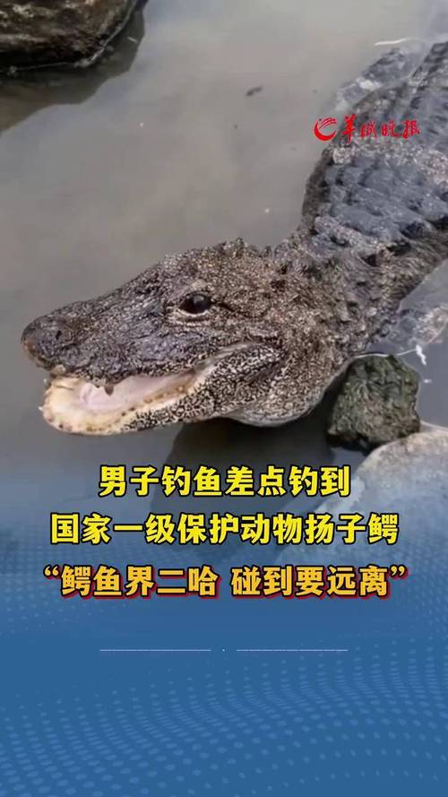男子意外钓到鳄鱼？男子意外钓到鳄鱼，惊险瞬间揭秘自然奥秘？