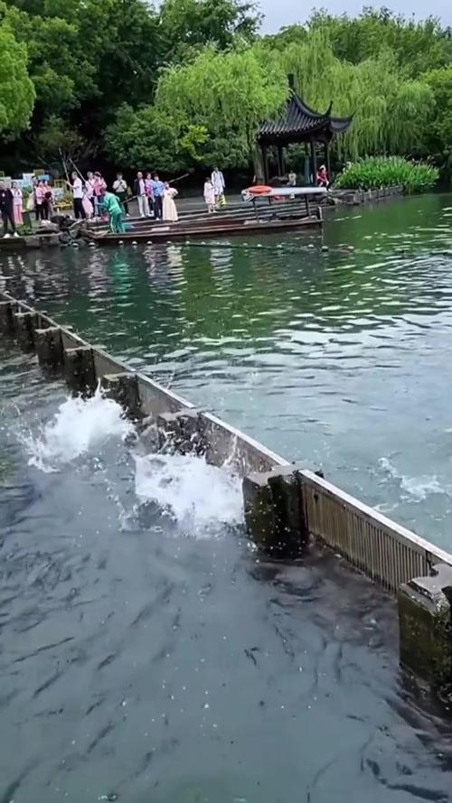 西湖频现鱼跃龙门？西湖频现鱼跃龙门景象揭秘！