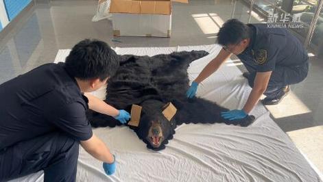 查获北美黑熊皮制品？北美黑熊皮制品遭查获，保护行动刻不容缓