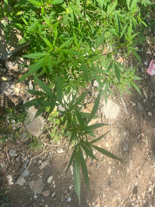 小孩哥发现野生大麻？小孩哥发现野生大麻，罕见植物目击记