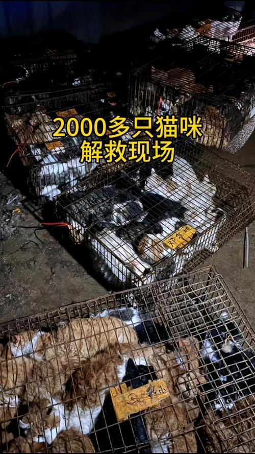 中国小猫被运到美国？中国小猫跨洋之旅，美国迎接新宠？