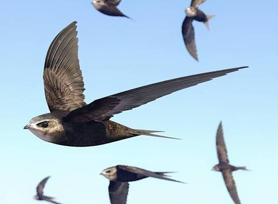 雨燕改色贴纸能备案吗