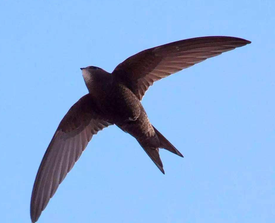 雨燕改色贴纸能备案吗