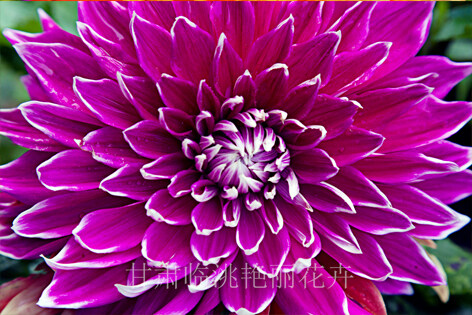 甘肃网速快的域名