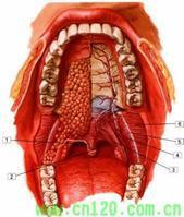 口腔备案与审核时间