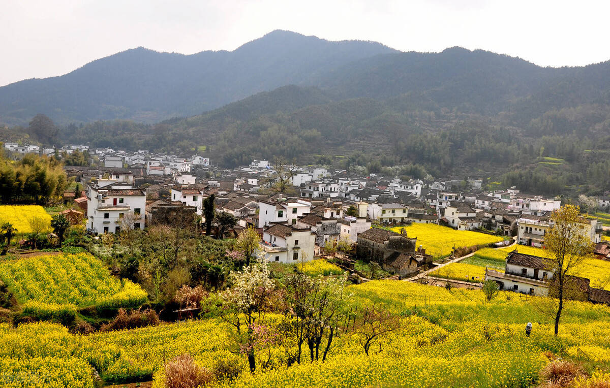 乡村兽医登记备案如何查询
