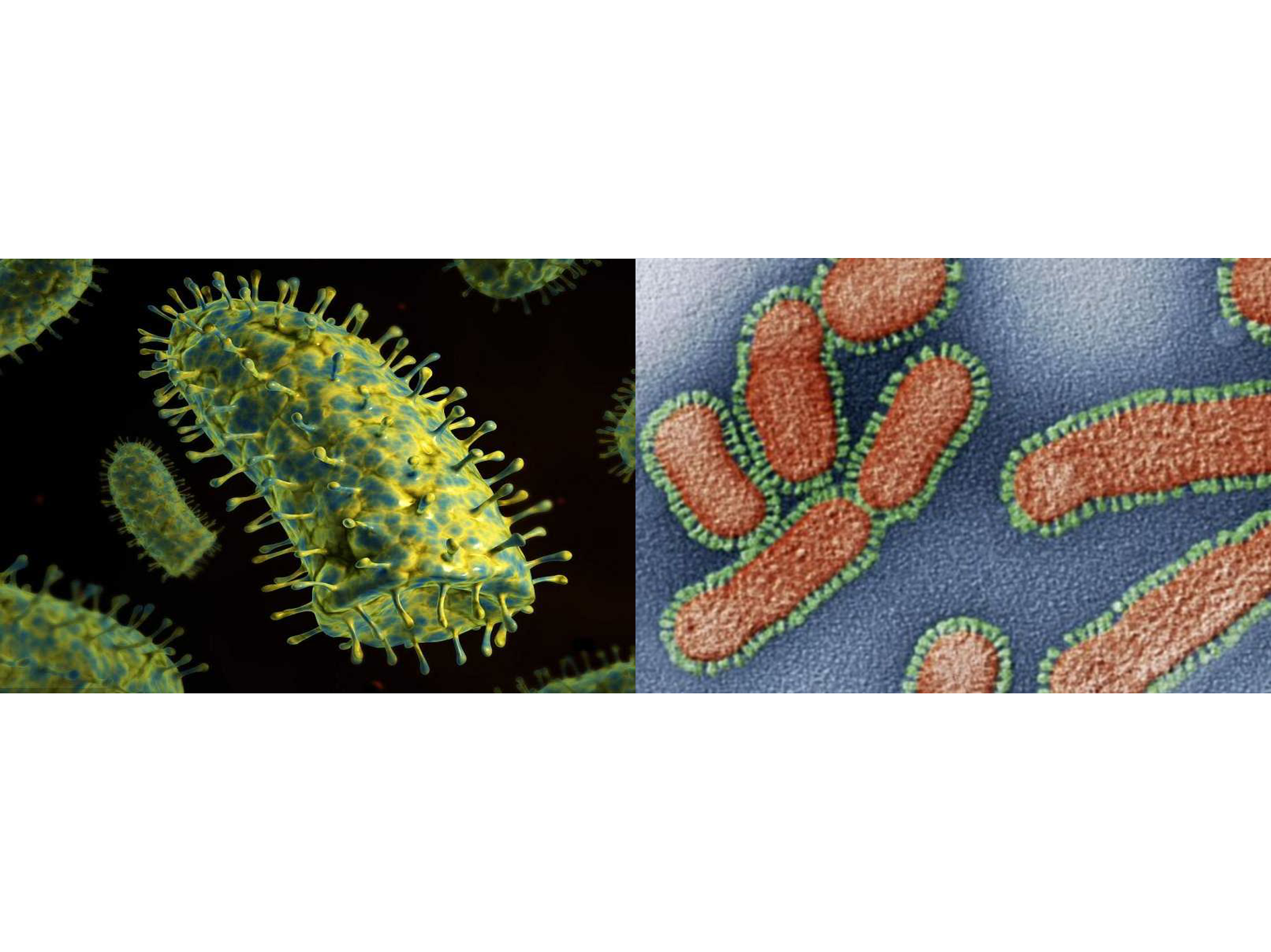 病毒会对主机造成伤害吗