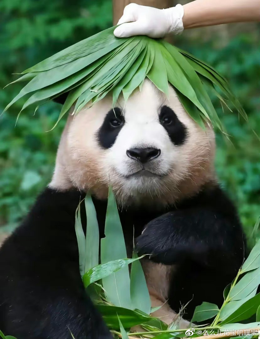 熊猫血需在红十字会备案吗