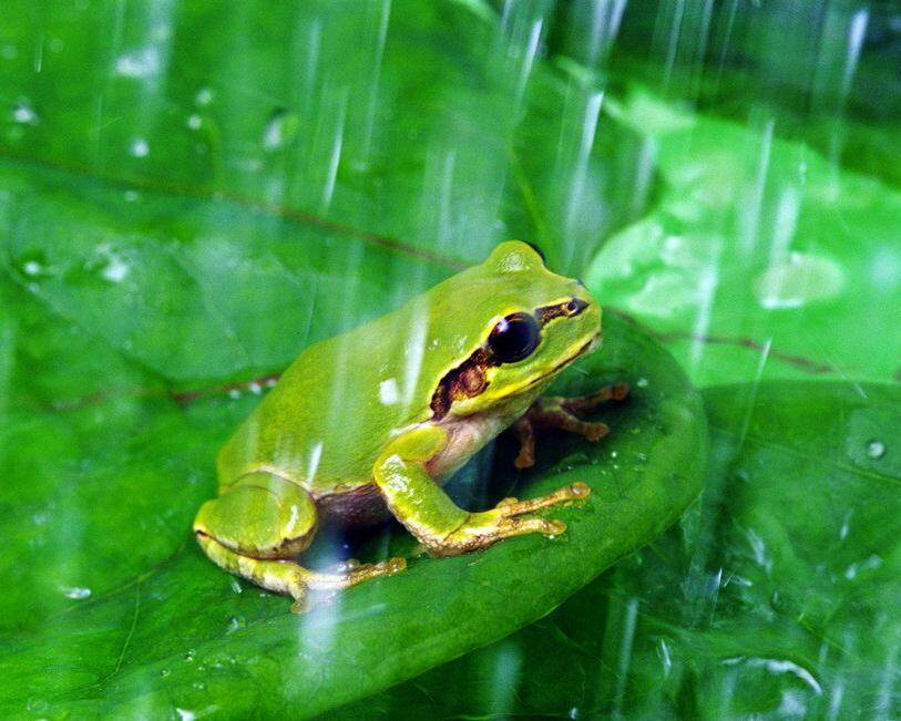 青蛙王子备案号