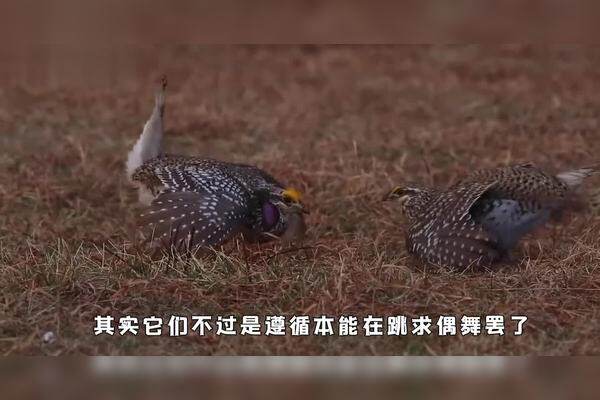 野鸽子在家的窗外主机边上筑巢