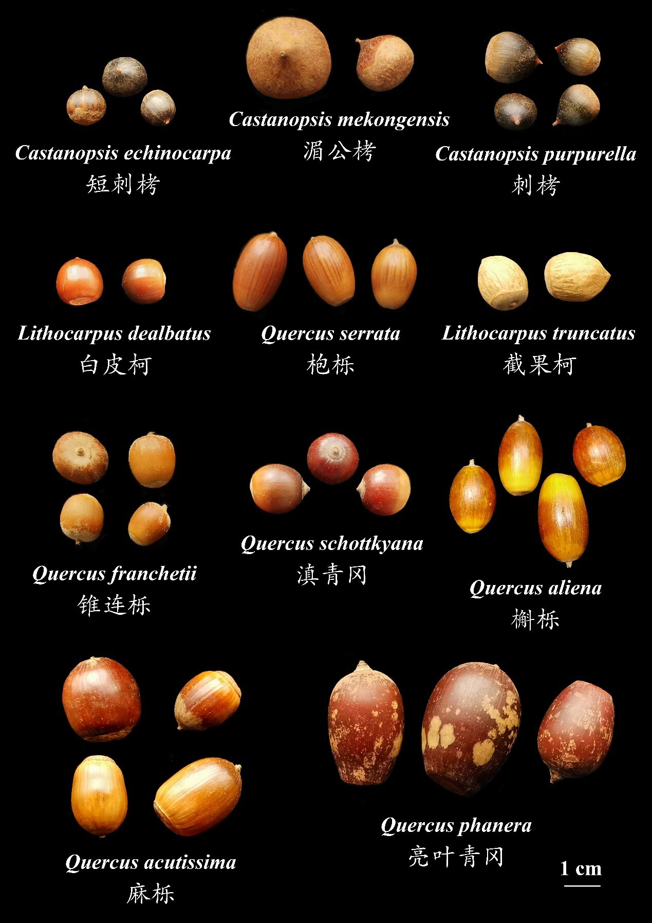 种子生产经营需备案