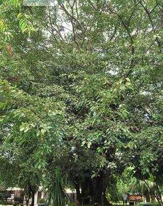 榕心锦江备案名