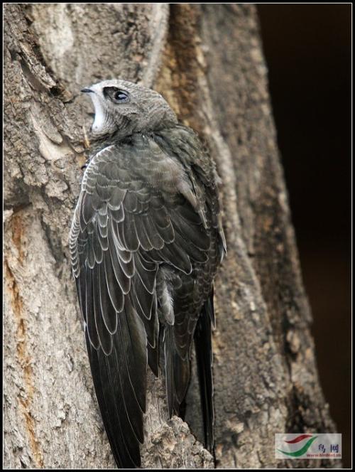 雨燕改色贴纸能备案吗