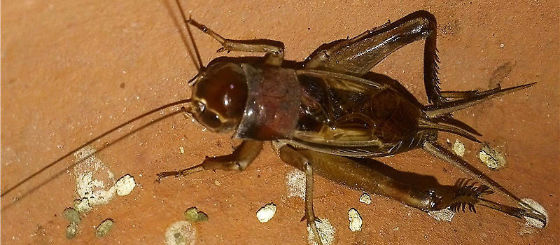 蟋蟀协会哪里备案