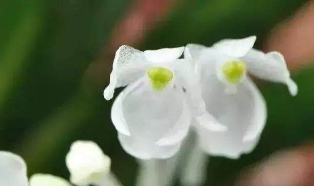 兰博主机游戏机是什么意思