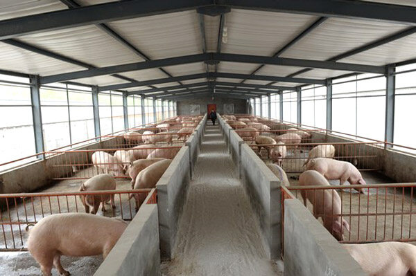 猪场绞龙主机咋控制料满