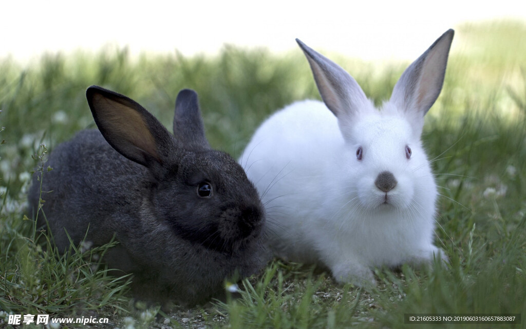 动物森林 国行主机