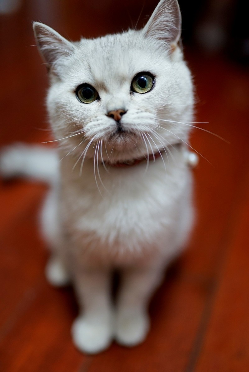 猫咪一直跳到电脑主机