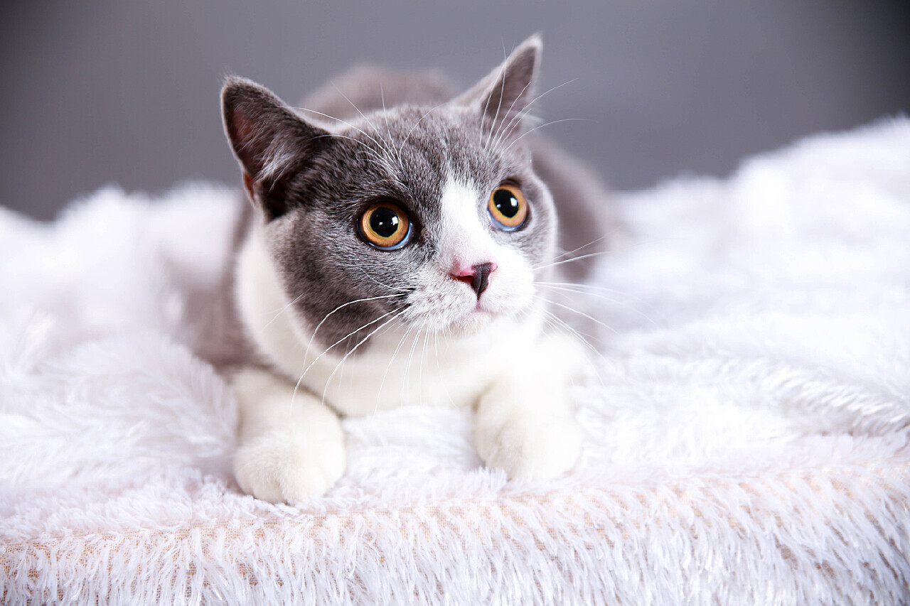 猫域名地址