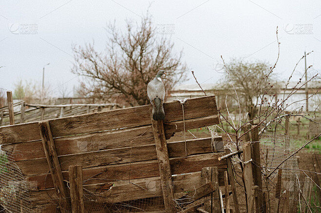 野鸽子在家的窗外主机边上筑巢