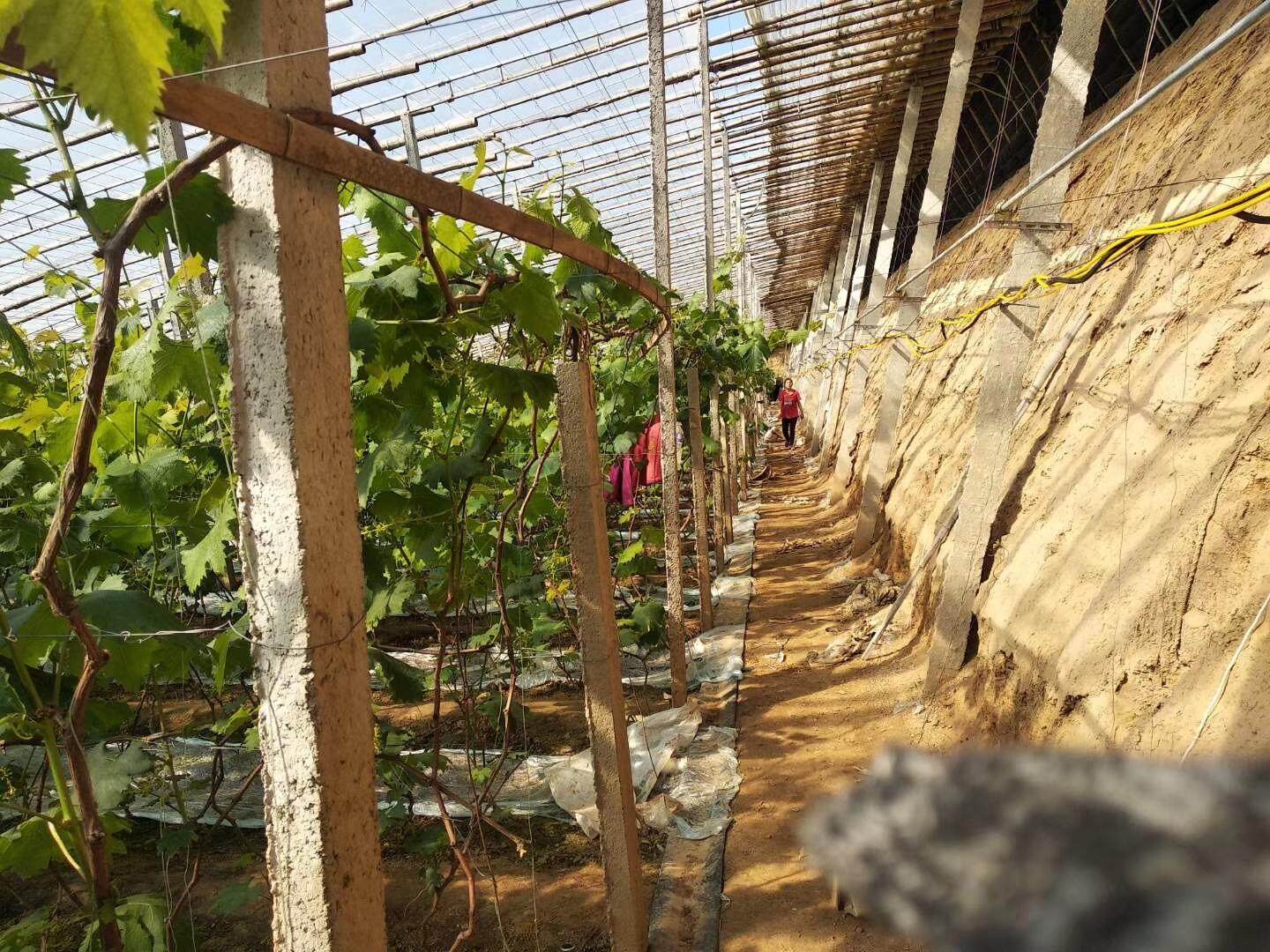 小规模种植大棚还用备案吗