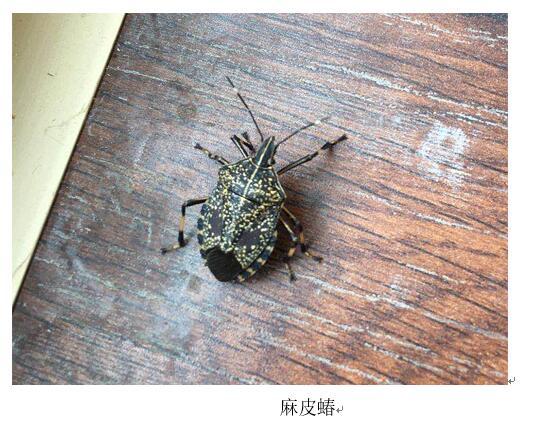 怎么防止虫子钻进主机机箱