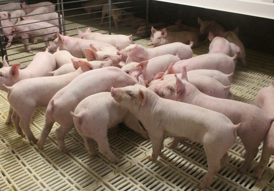 生猪运输车辆备案号查询