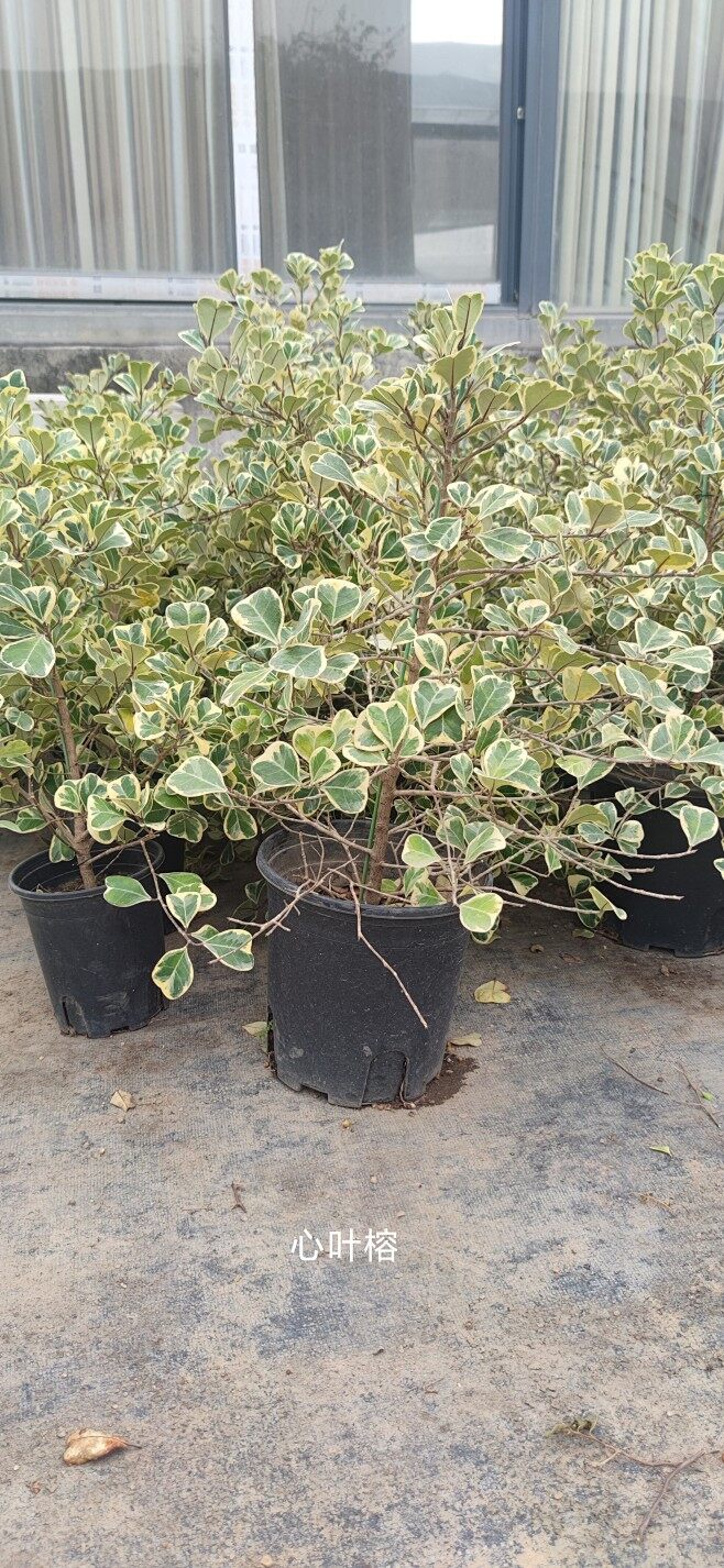 榕心锦江备案名