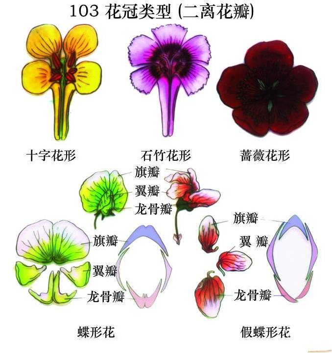 10年花冠防盗主机在哪里