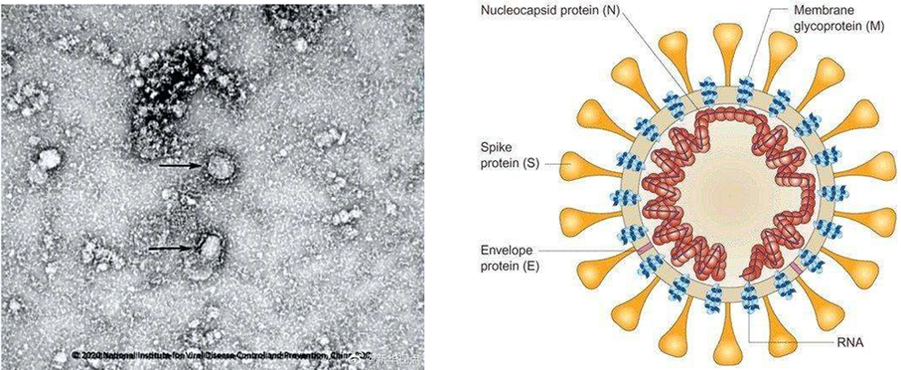 病毒会对主机造成伤害吗