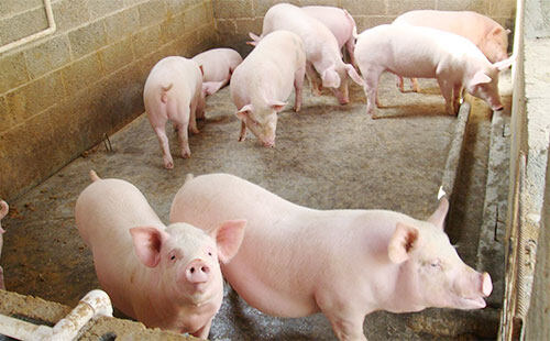 拉猪车怎么备案网上申请