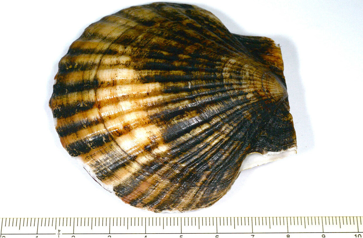 贝纳利502c改排气备案吗