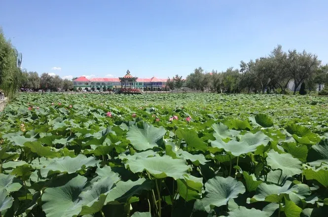 国福现代城荷花苑产权备案