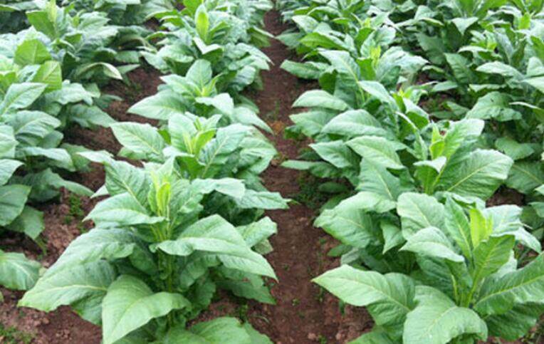 烟草专卖局劳动合同备案