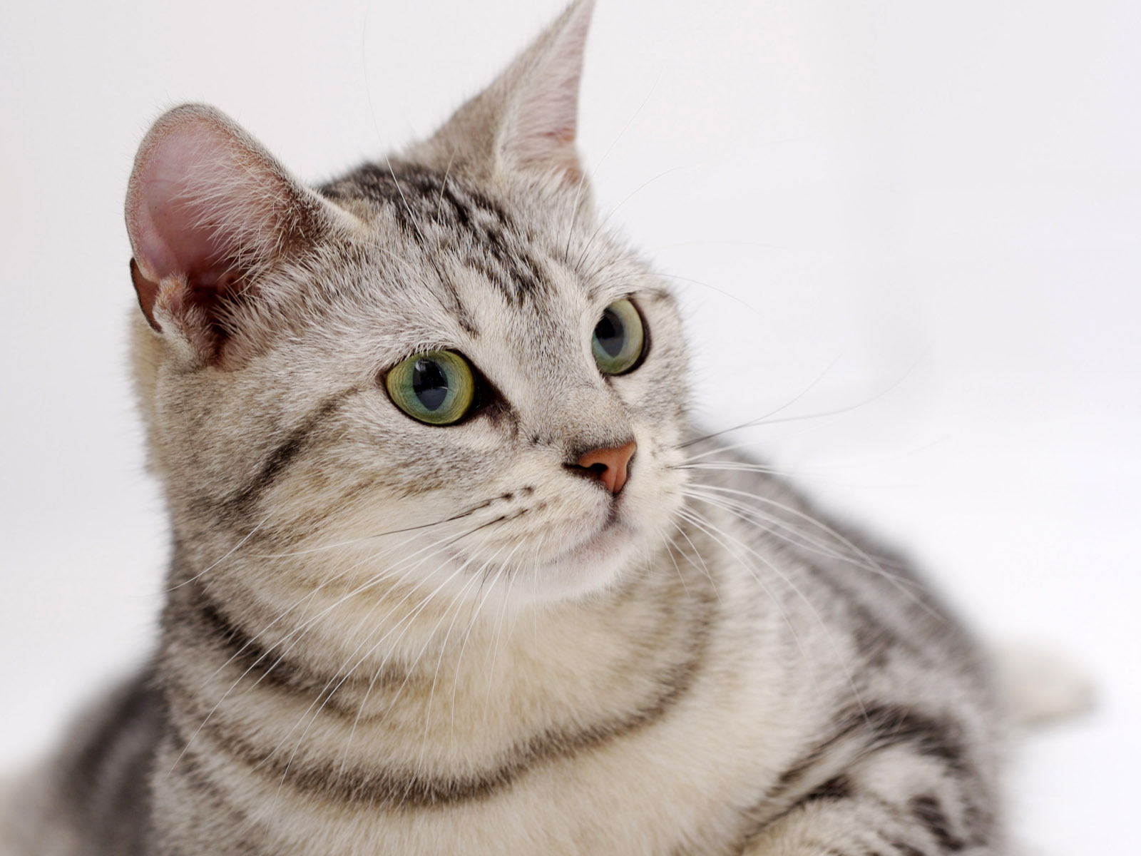 猫咪最新域名是什么求