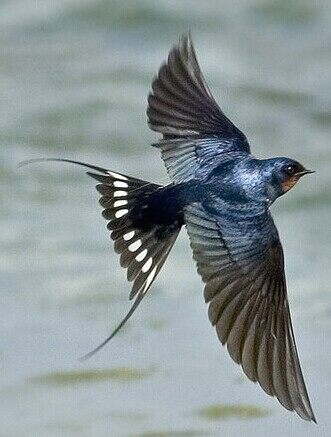 雨燕改装备案教程