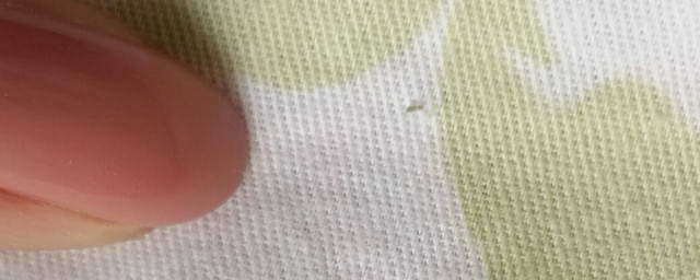 电脑主机有白色小虫子