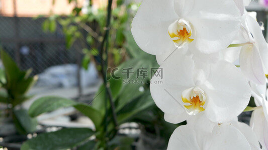 兰博主机游戏机是什么意思