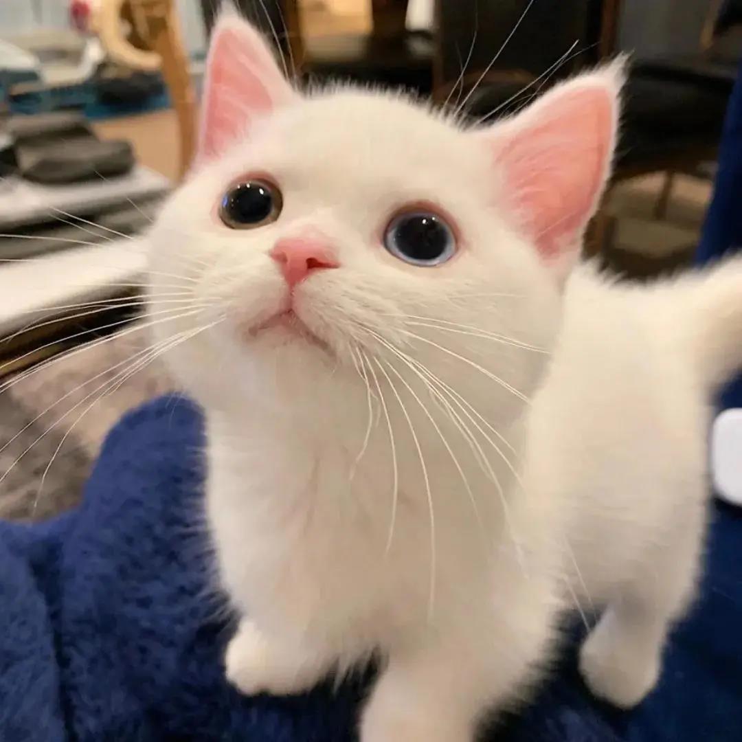 猫咪一直跳到电脑主机