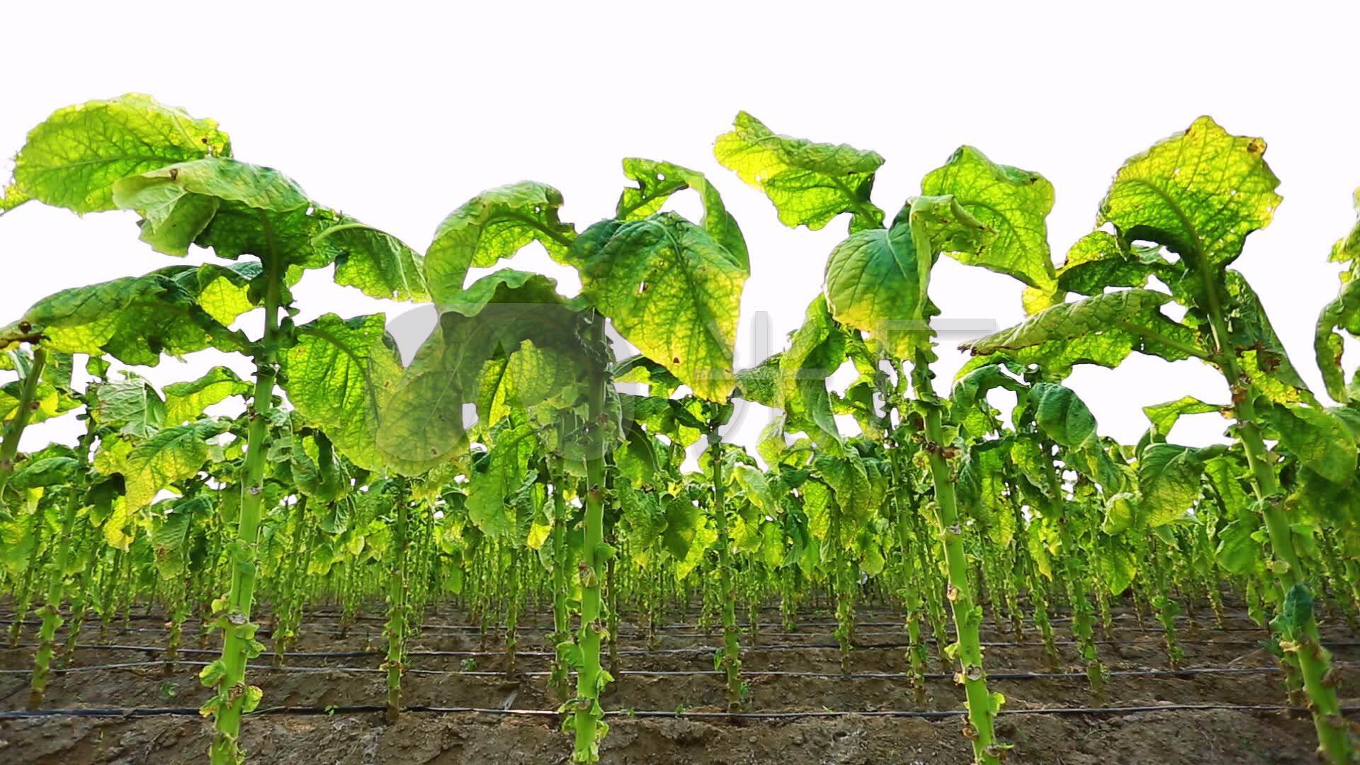 烟草专卖局劳动合同备案