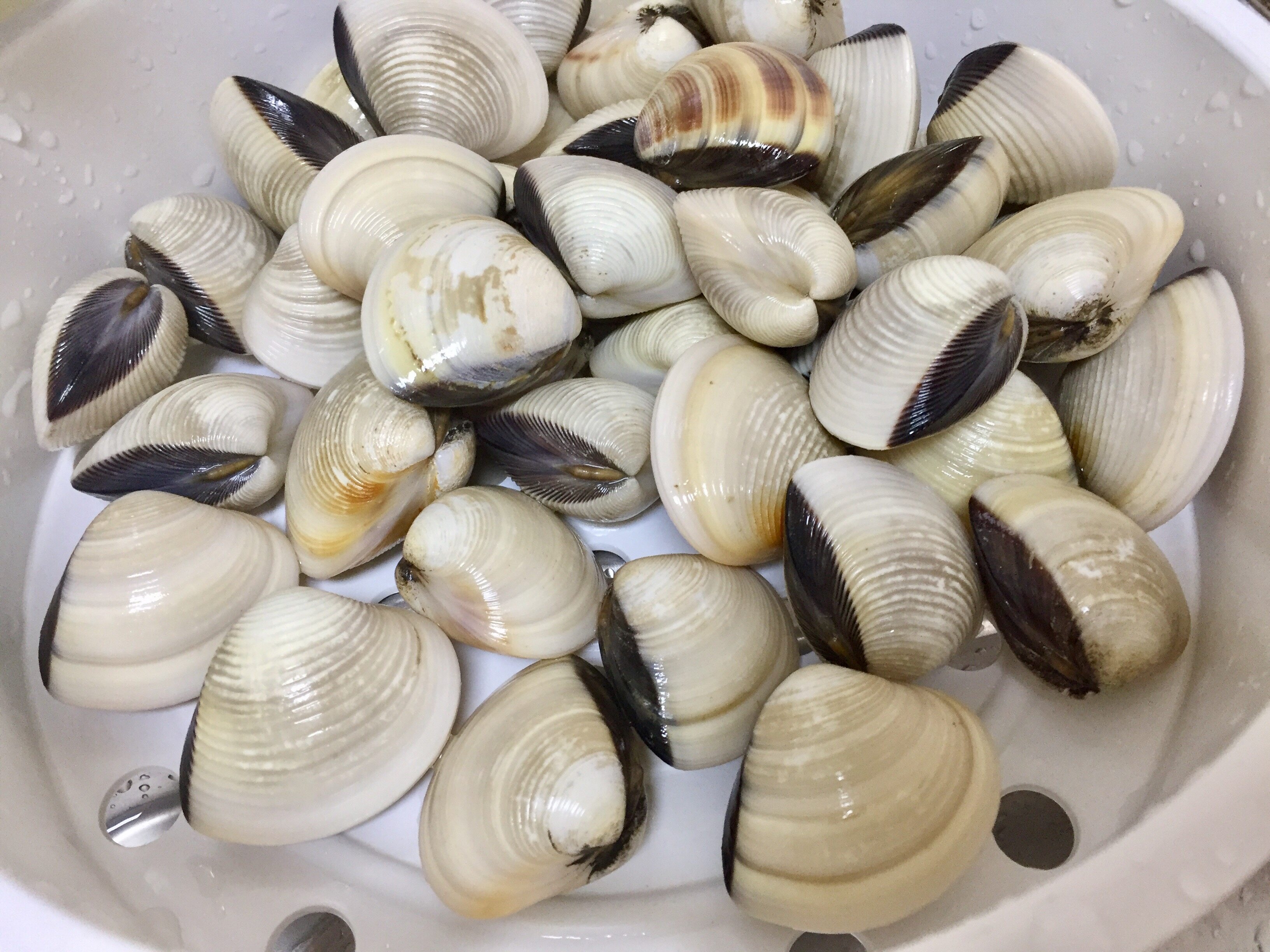 贝纳利502c改排气备案吗