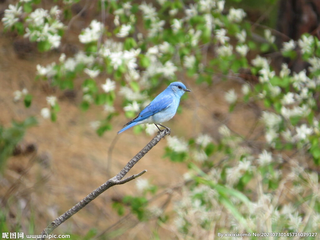 青鸟主机模拟火警探测器灯会亮吗