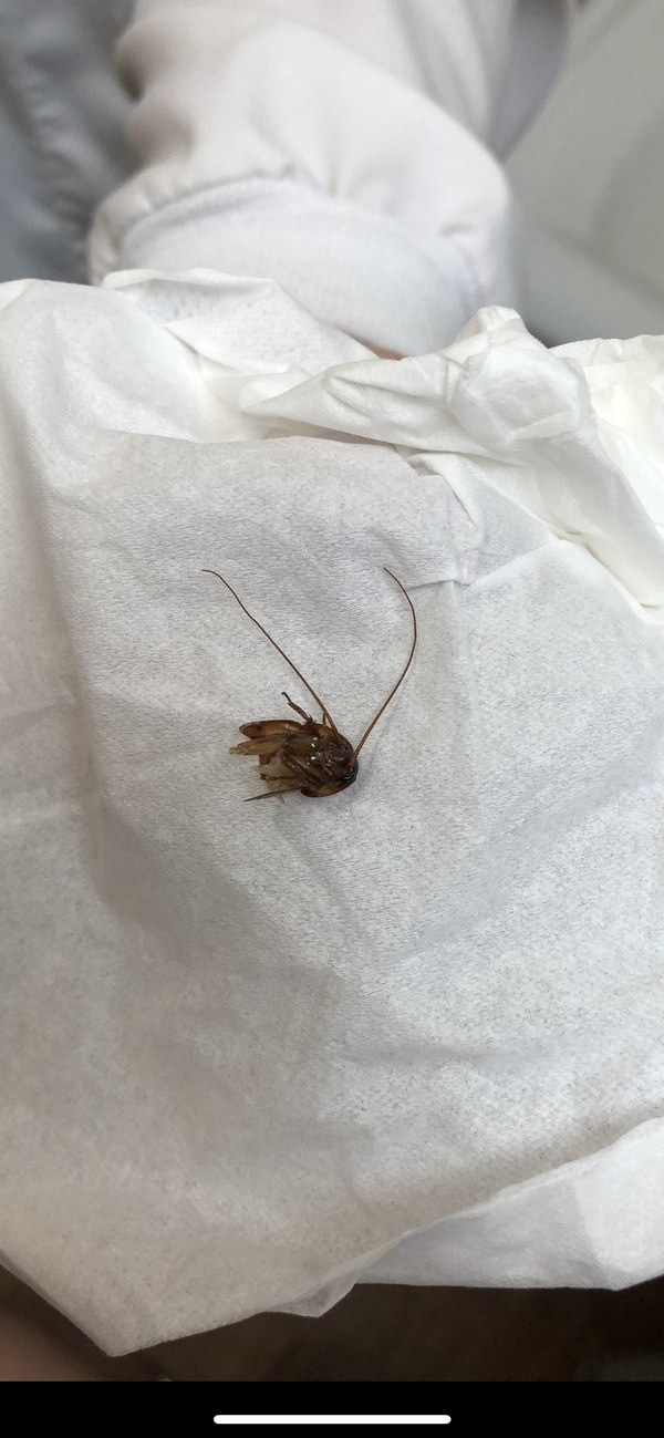 蟑螂爬进主机里了怎么办