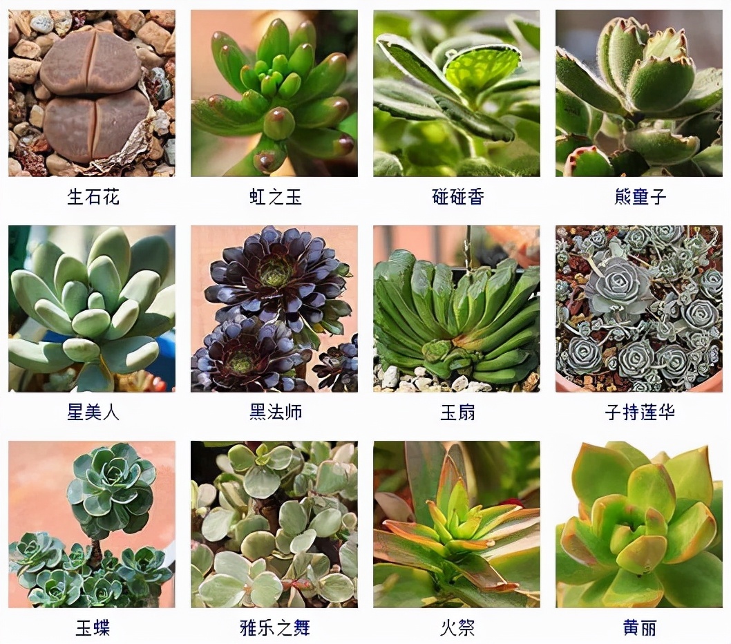 品种鉴定证书和备案证书一样吗