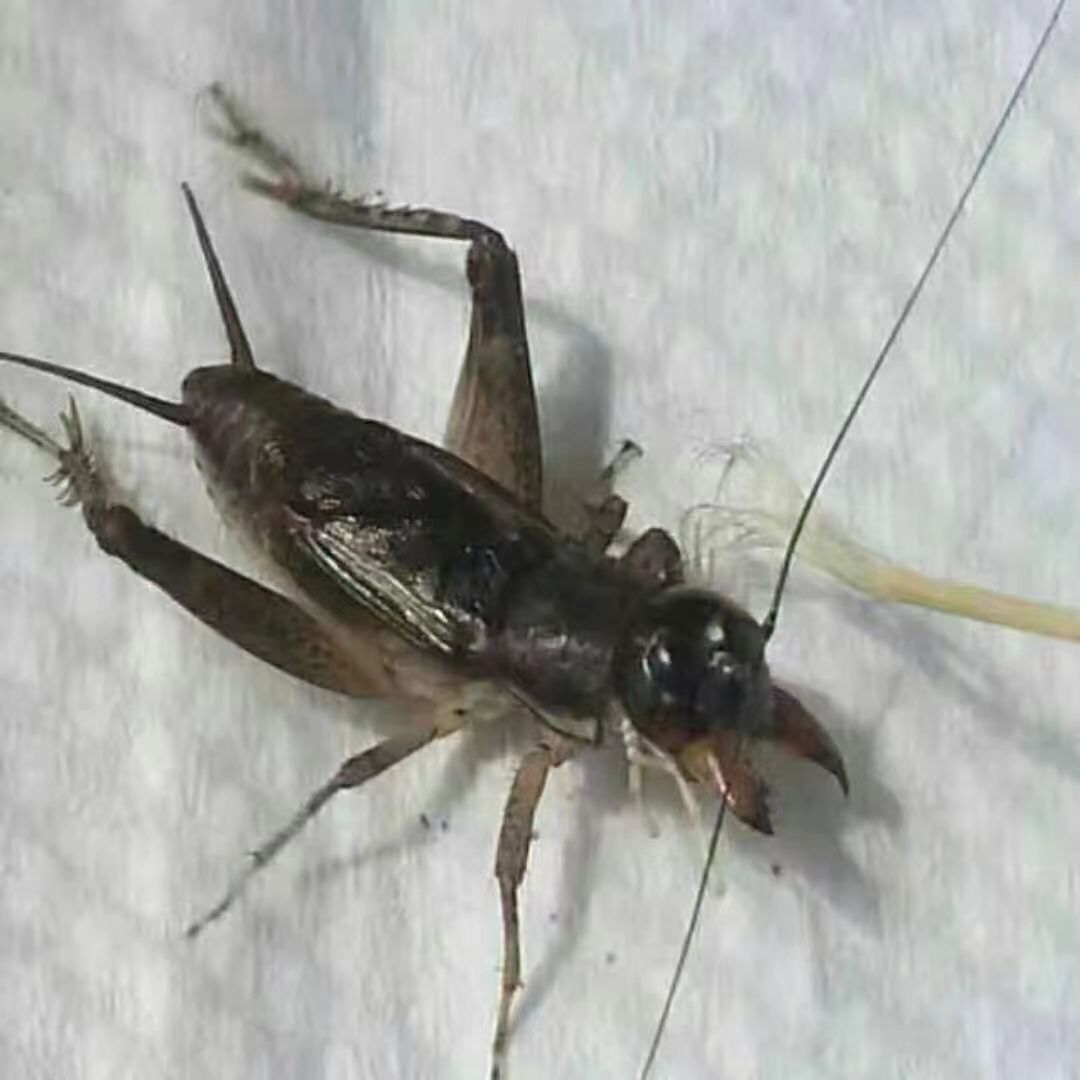 蟋蟀协会哪里备案