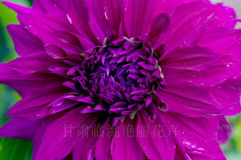 甘肃网速快的域名