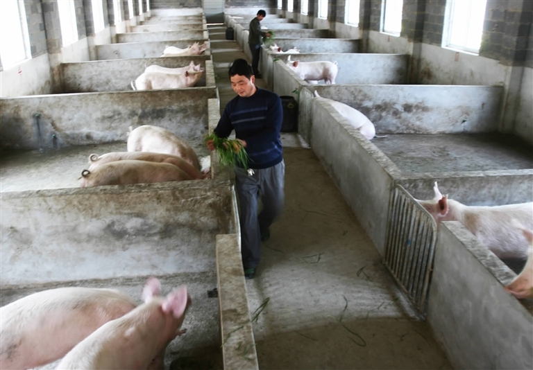 宜都市养猪政策2020环保备案