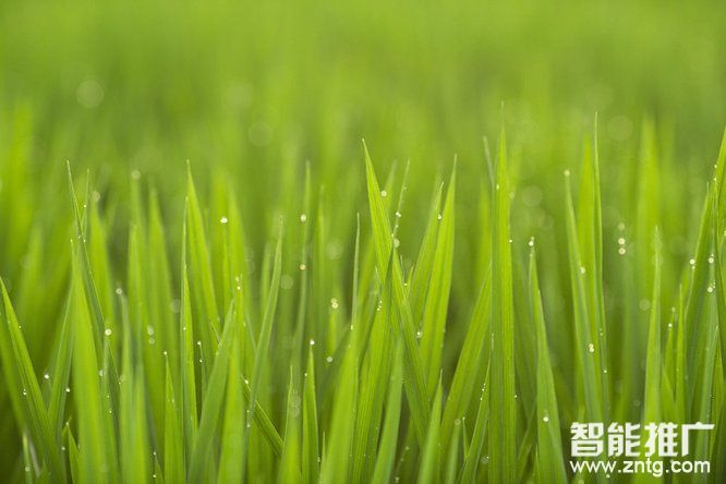 怎么把托管的网站放到服务器