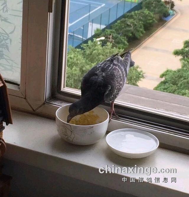 野鸽子在家的窗外主机边上筑巢